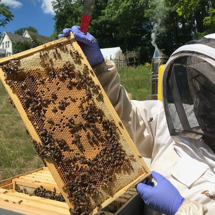 Pickalily Herb Farm & Apiary - Delivery