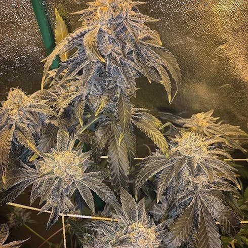Sherb Face #10 (50/50 Hybrid)