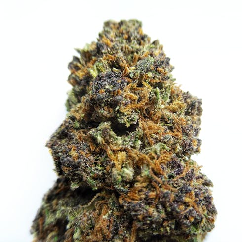 Shanti's Gift by East Fork Cultivars