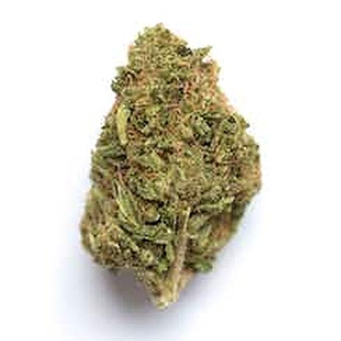 Lemon Kush - Indoor