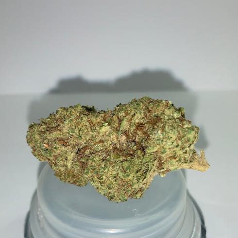 Royal Gorilla