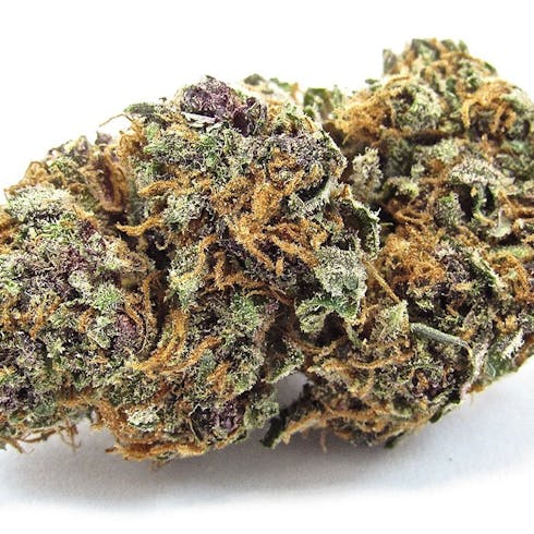 Forbidden Fruit- Hybrid