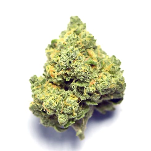 Sour Banana Sherbet (indoor) Hybrid