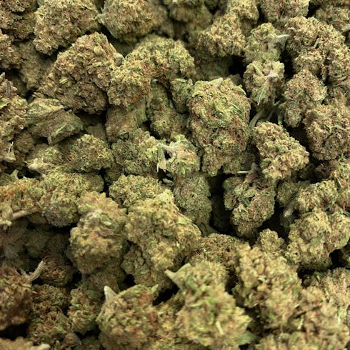 Cannalope Haze (REC)
