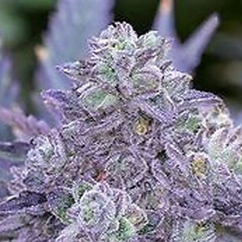 Purple Sunset