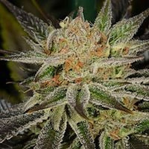 00 Tangie