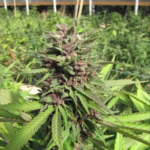 G3: Peanut Butter Breath