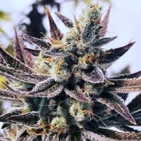 POTENT PLANET - Slyme Cookies