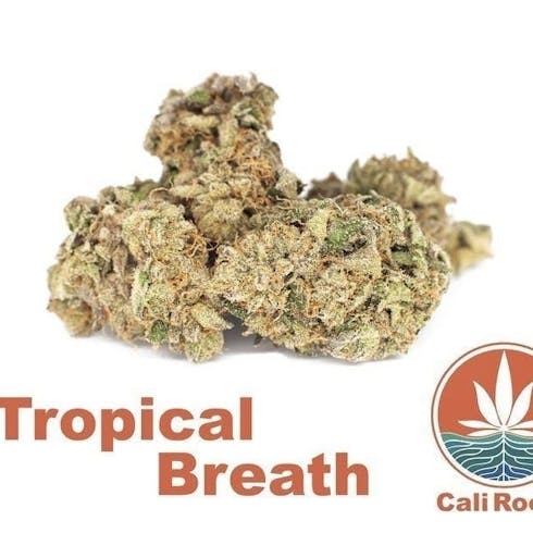Tropical Breath 6