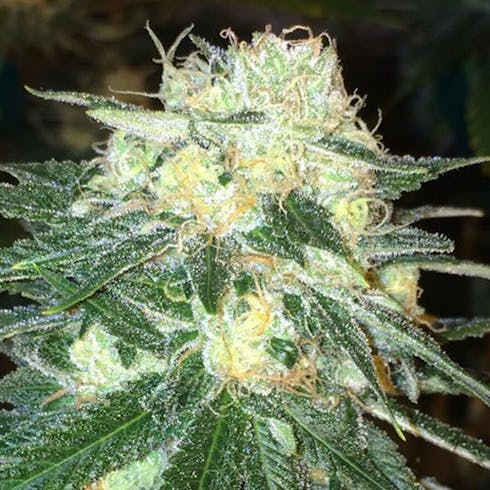Chemdawg - RMR by Rocky Mountain Remedy