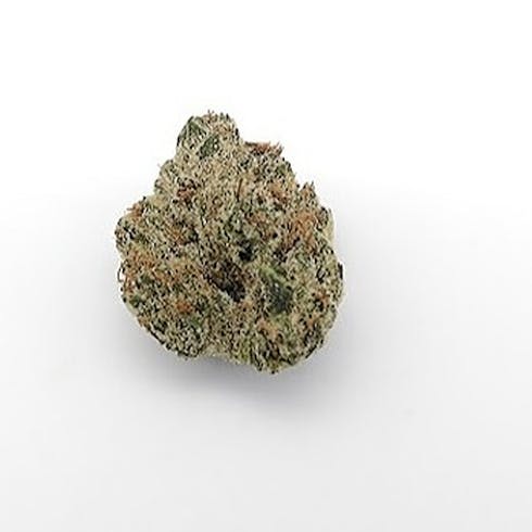 Alien Dawg