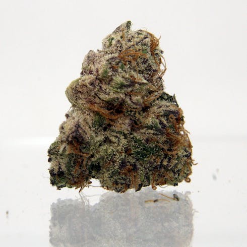 Sorbetto by Ripped City Gardens