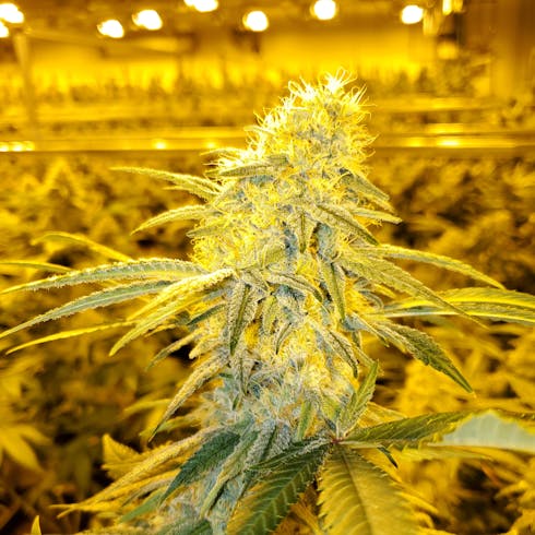 Blue Dream CBD (MEDICAL)