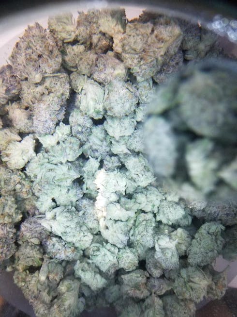 Mohave Bulk Flower:Frost Machine