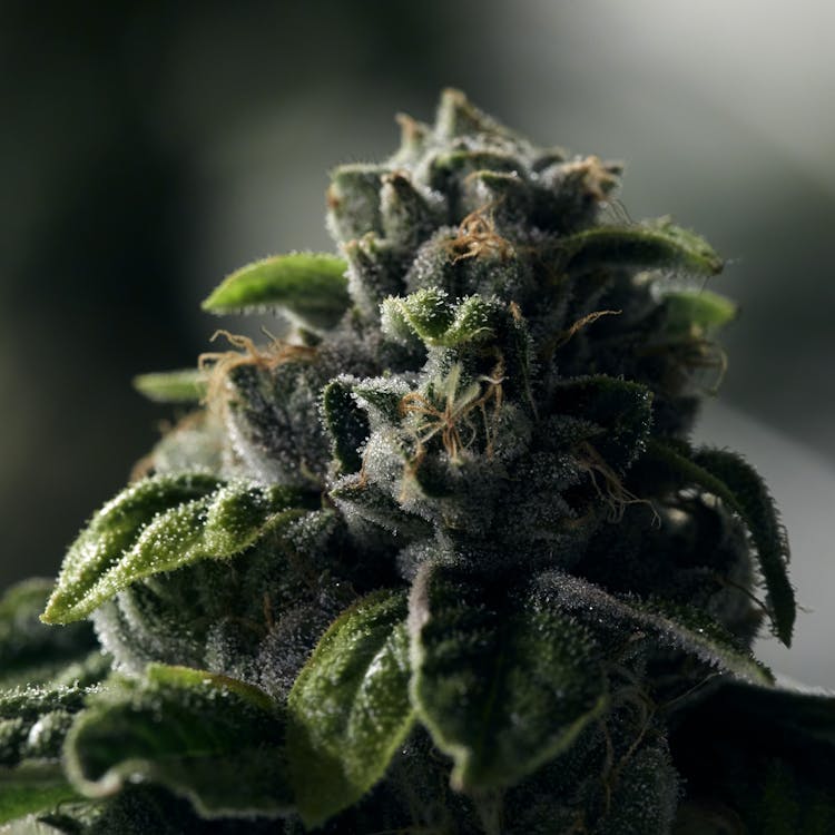 Steel City Meds
