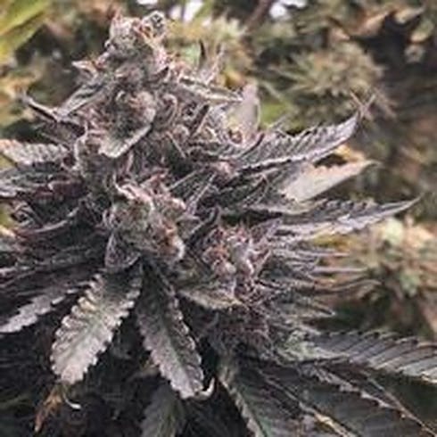 Rick’s Pupil #2 (70/30 Indica) (1/8 OZ Only)