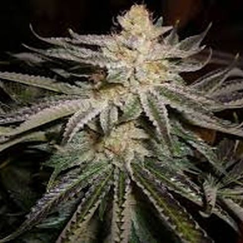 818 Headband