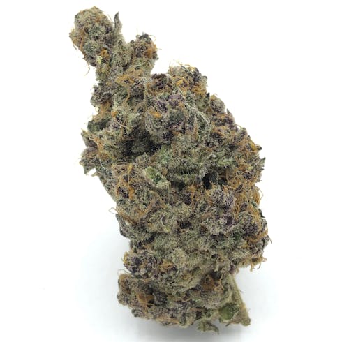 Tropicana Cookies by Focus North