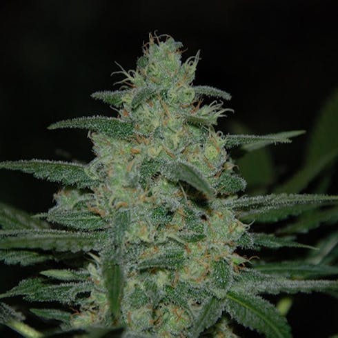Black Lynx ( Hybrid )