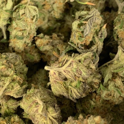 Peyote Critical