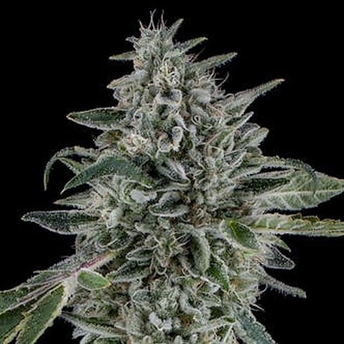 1 Buy Cereal Milk Cookies - Berner cookies for sale