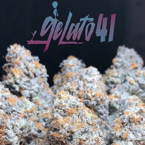 Gelato 41