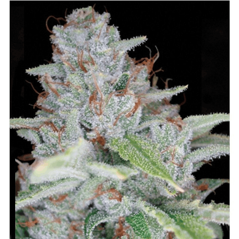Skywalker Kush