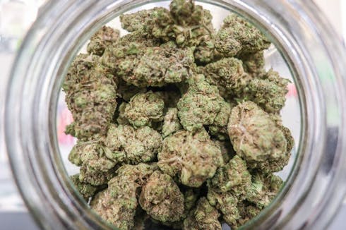 Blueberry Headband