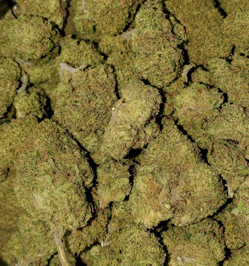 Tangerine Cream