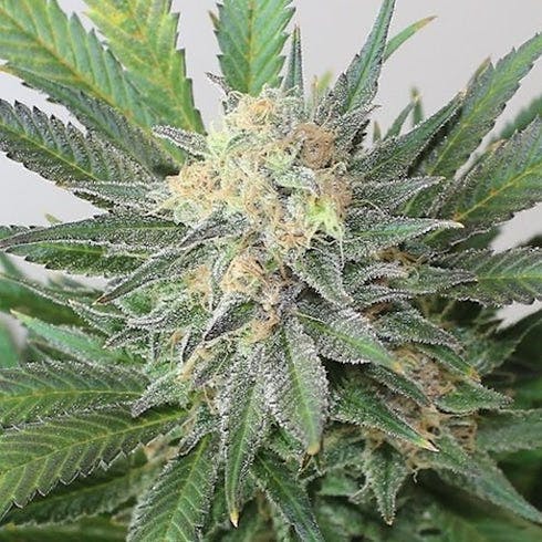 Sour Claws #15 (50/50 Hybrid)