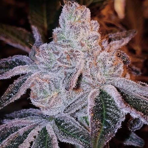 Citradelic Cookies