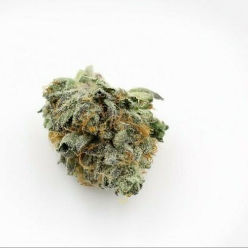 PFS | Durban Poison