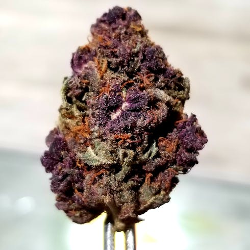 Cherry Pie