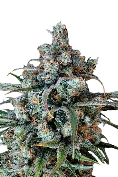 Lifter - Hemp