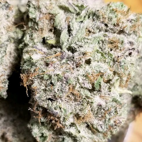 Kush King (Ganja Girl) *limited quantity*