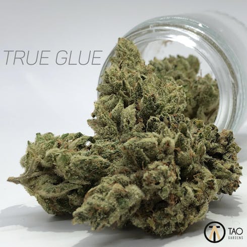 True Glue