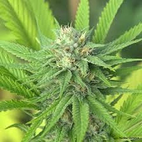 The Mission (60/40 Sativa) (1/8 OZ Only)