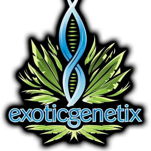 Gelato Mint by Exotic Genetix