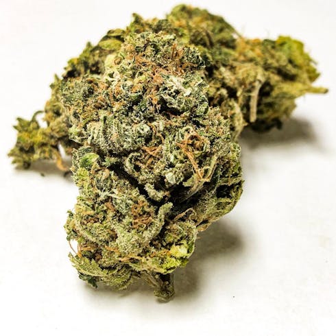 Royal Gorilla (TAX INCLUDED)
