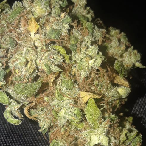 Cotton Candy Kush