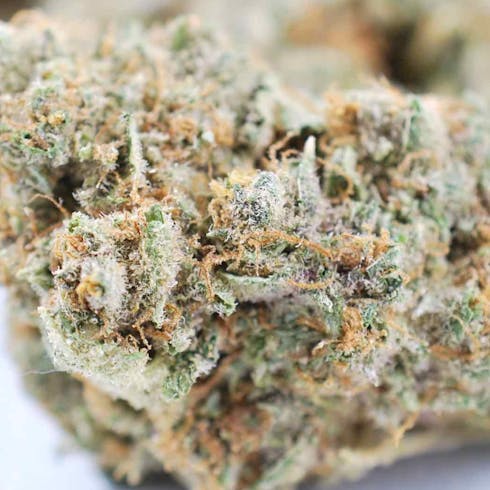 Papaya Punch (I)