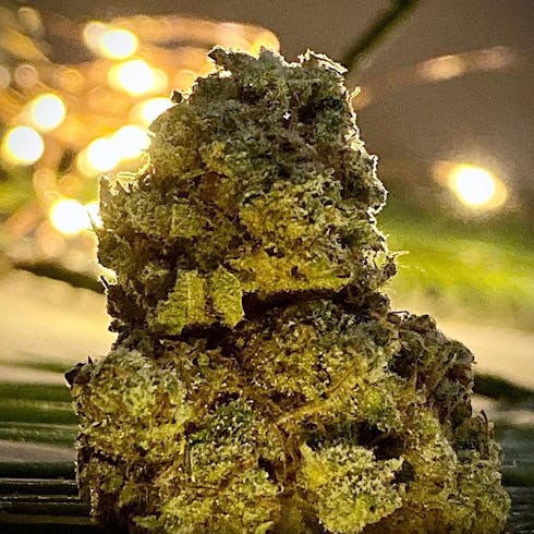 REC OG Maui Cream Pie (Deep Creek Gardens)