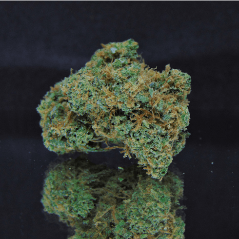 Chocolope (Chocolate Thai x Cannalope Haze)*Sativa