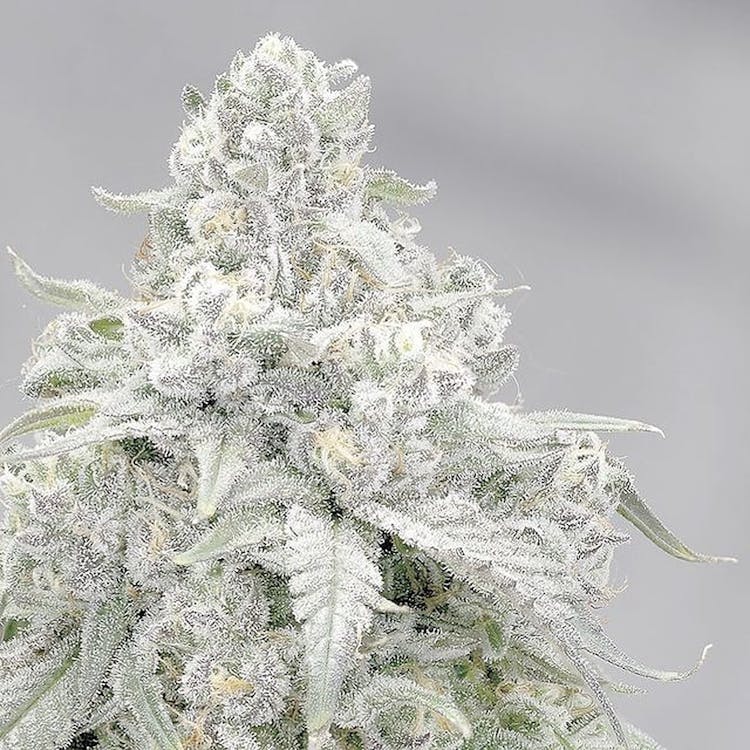 Sugar Bud Farms - Delivery
