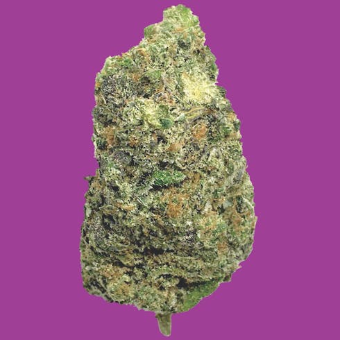 King Gelato