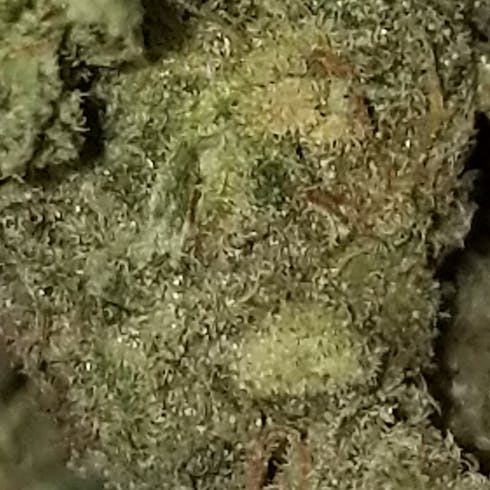 BLUEBERRY