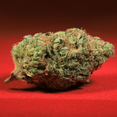 Chocolope x Bubba Kush