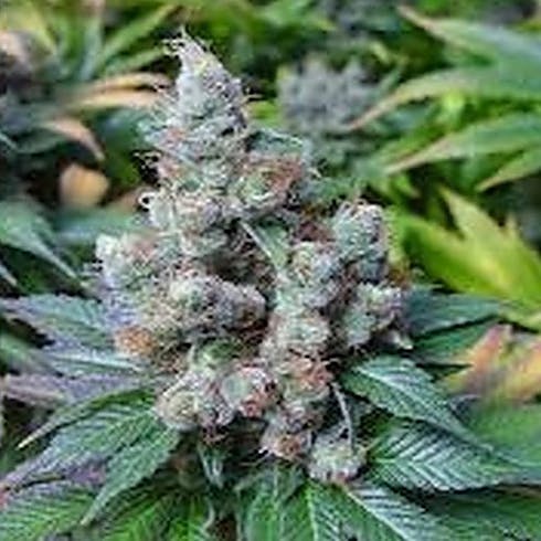 New York City Diesel
