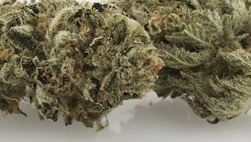 Kelso Kreeper - Silver Haze (S)