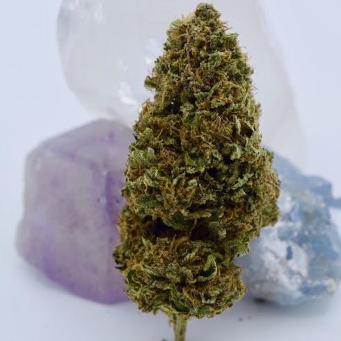 Small Bud! Oregon Diesel